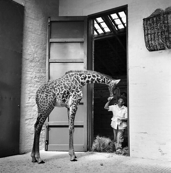 Hilda one of the giraffes brought from Africa by Belle Vue Manchester is enticed into its