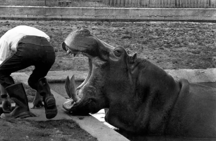 Framed Print : Hilda the Humorous Hippo Enjoys Her Little Joke: The situation seems a little tricky for Framed Print : Hilda the Humorous Hippo Enjoys Her Little Joke: The situation seems a little tricky for