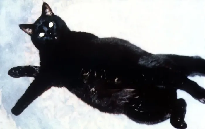 Framed Print : Hills Pet Slimmer of the Year 1995 runner up Clarence tries to escape