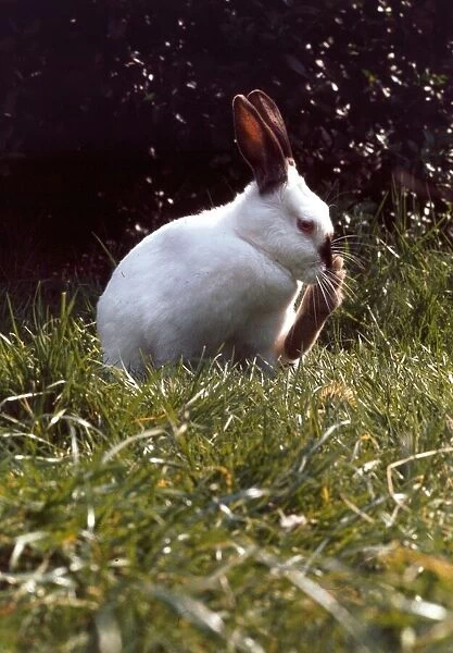 A Himalayan white rabbit February 1989