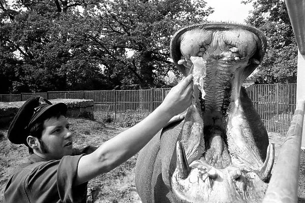 Hippo at Chessington Zoo: Ben the Chessington Zoo Hippopotamus who weighs about 1 ton