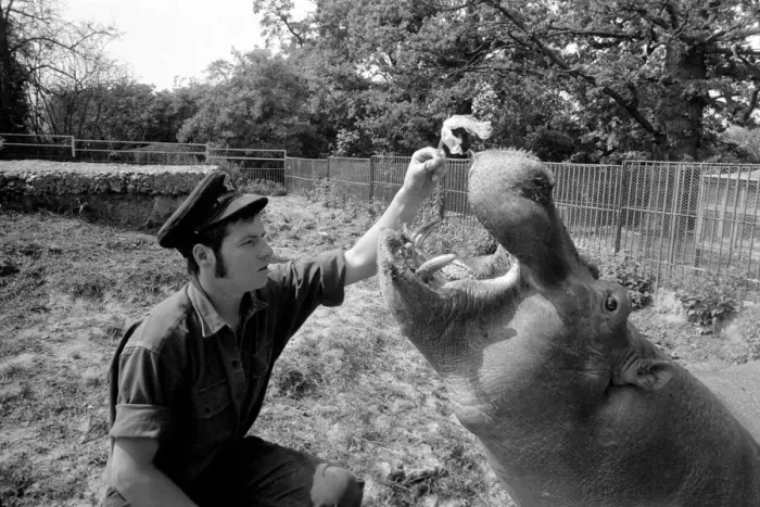 Framed Print : Hippo at Chessington Zoo: Ben the Chessington Zoo Hippopotamus who weighs about 1 ton