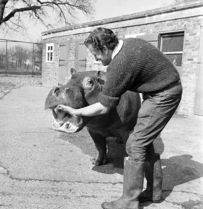 Framed Print : Hippo at Chessington Zoo. January 1965 C103-001 Framed Print : Hippo at Chessington Zoo. January 1965 C103-001