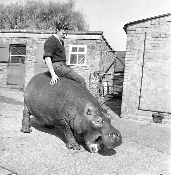 Hippo at Chessington Zoo. January 1965 C103-002
