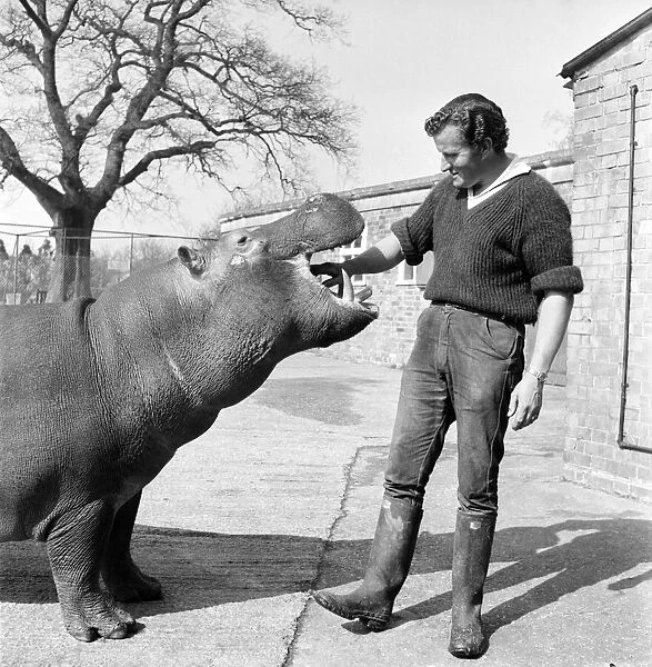 Hippo at Chessington Zoo. January 1965 C103-004