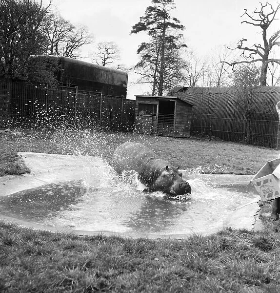 Hippo at Chessington Zoo. January 1965 C103-006
