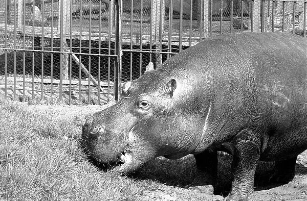 Hippo at Chessington Zoo. January 1965 C103-007