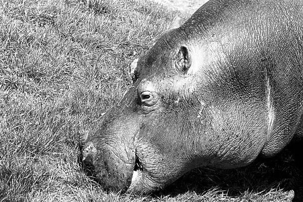 Hippo at Chessington Zoo. January 1965 C103-008