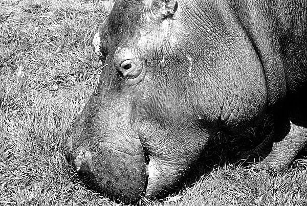Hippo at Chessington Zoo. January 1965 C103-009