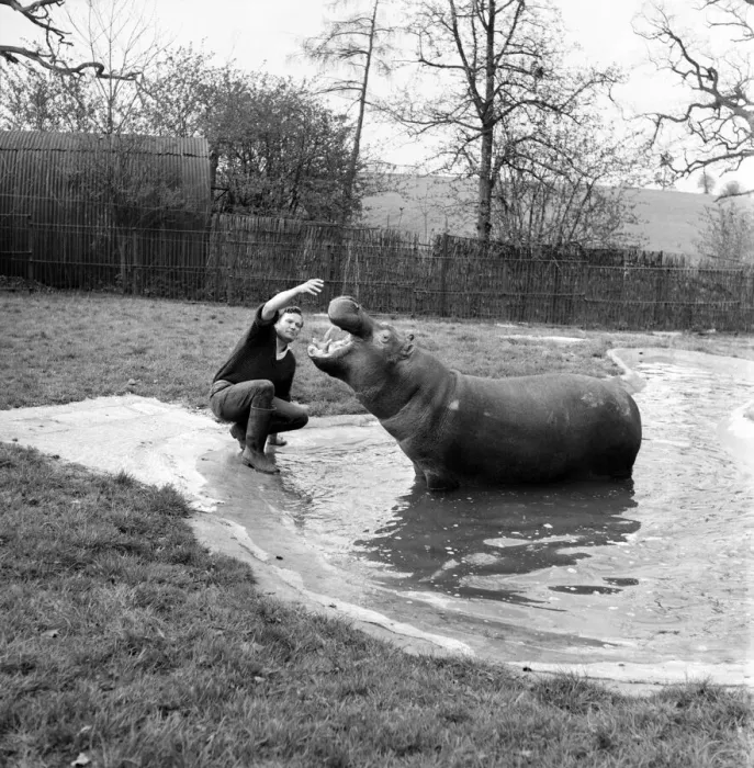 Framed Print : Hippo at Chessington Zoo. January 1965 C103