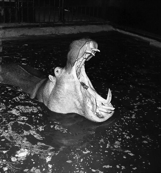 A Hippo seen here at London Zoo. April 1954 D3352