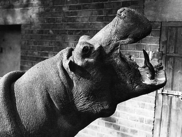 A Hippopotamus at London Zoo. Circa 1950 P004991