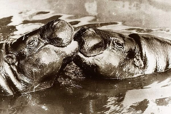Hippos kissing circa 1965