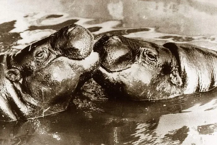 Framed Print : Hippos kissing circa 1965 Framed Print : Hippos kissing circa 1965