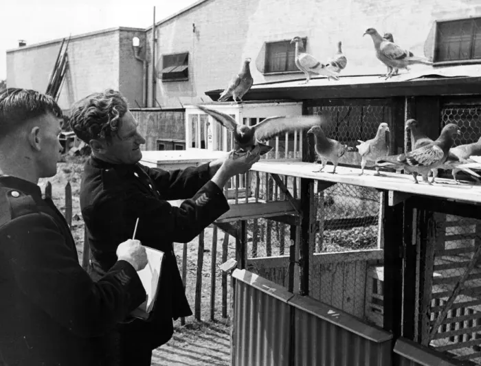 Framed Print : Homing pigeons are checked by handlers. Circa 1941 Framed Print : Homing pigeons are checked by handlers. Circa 1941
