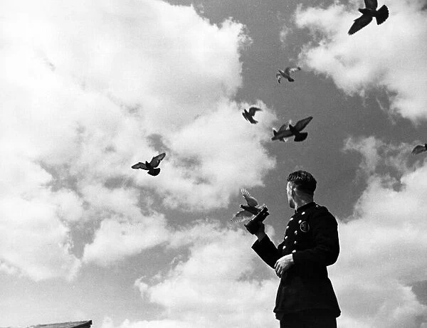 Homing pigeons are checked by handlers. Circa 1941