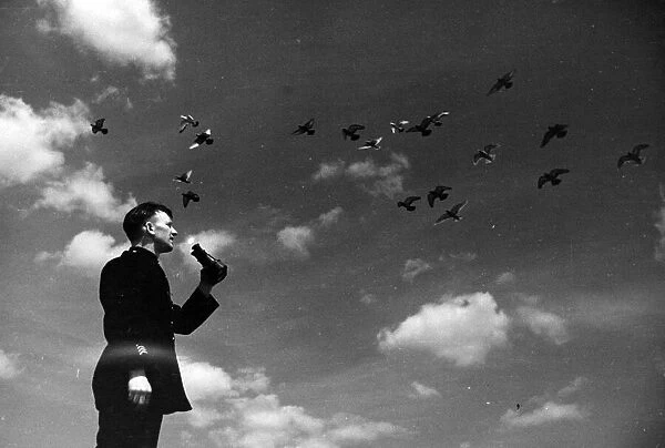 Homing pigeons are checked by handlers. Circa 1941