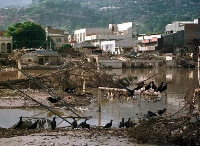 Framed Print : Honduras Weather Hurricane Mitch Nov 1998 vultures eating rotting flesh Framed Print : Honduras Weather Hurricane Mitch Nov 1998 vultures eating rotting flesh