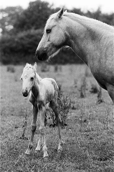 Honey Bee, the horse with her foal which is only one hour old