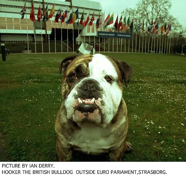Hooker The British Bulldog Outside Euro Parliament in Strasbourg who tried to ban