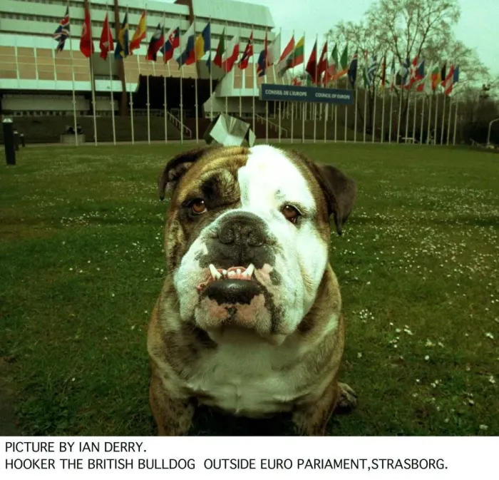 Framed Print : Hooker The British Bulldog Outside Euro Parliament in Strasbourg who tried to ban