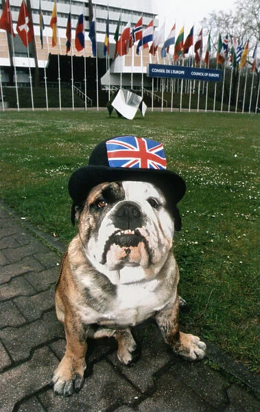 Hooker the British Bulldog, pictured outside the European Parliament in Strasbourg