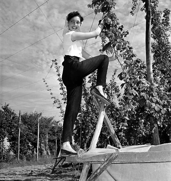 Hop picker Pearl Redman at work in the Kent countryside 2nd September 1954