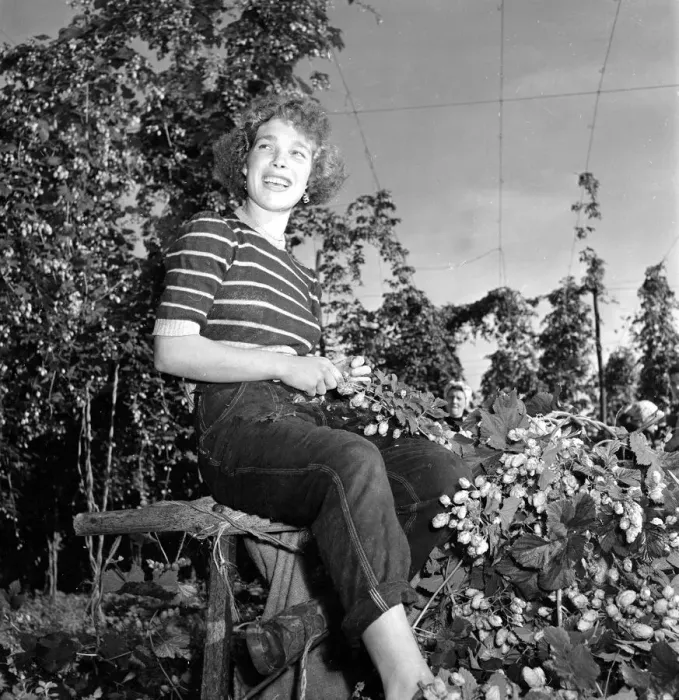 Framed Print : Hop picker at work in the Kent countryside. 2nd September 1954 Framed Print : Hop picker at work in the Kent countryside. 2nd September 1954