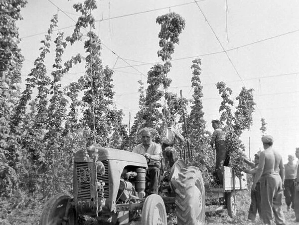 Hop picking in progress in the fields of worcestershire. Men hard at work. October 1959