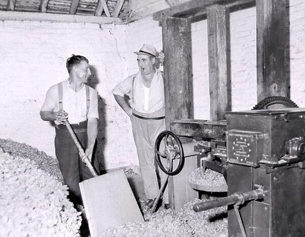 Hop picking in progress in Worcestershire, men hard at work. October 1959