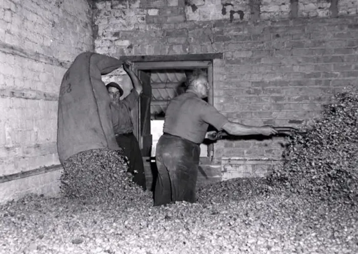 : Hop picking in progress in Worcestershire. Men hard at work. October 1959 : Hop picking in progress in Worcestershire. Men hard at work. October 1959