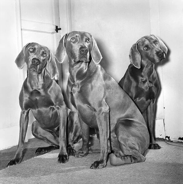 'Hopalong'Haze'the Silver Grey Weimaraner dog is about to make history as