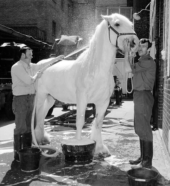 Horsa the horse having his beauty treatment before taking part in Quenn Elizabeth II