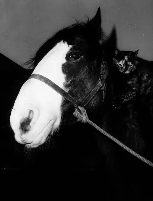 Framed Print : Horse with cat lying on his neck circa 1985 Framed Print : Horse with cat lying on his neck circa 1985