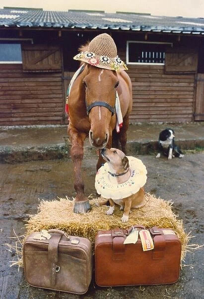 A horse with his dog friend at a horse holiday camp