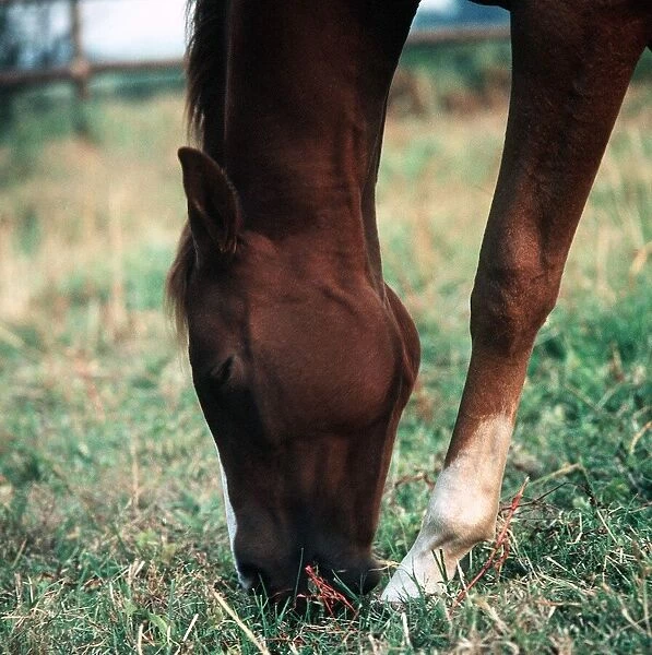 Horse in a field circa 1975