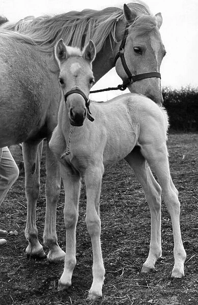 A horse with her foal