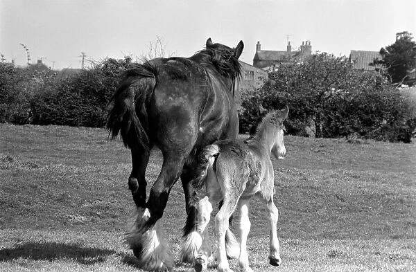 Horse and Foal. April 1977 77-02104-002