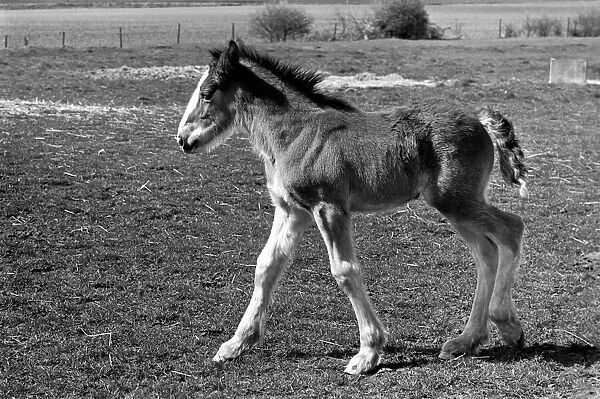 Horse and Foal. April 1977 77-02104-004
