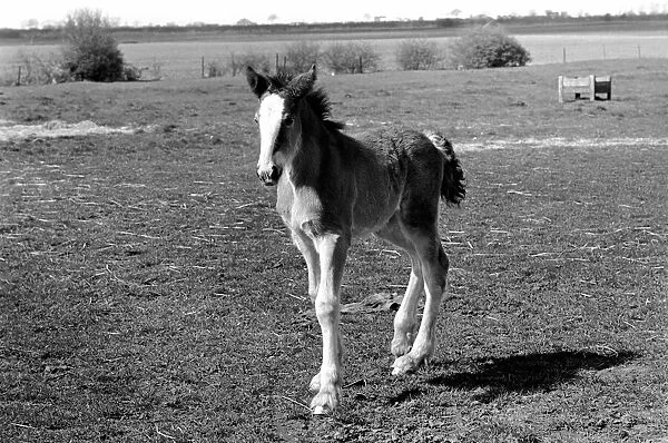 Horse and Foal. April 1977 77-02104-005