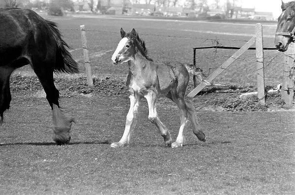 Horse and Foal. April 1977 77-02104-007