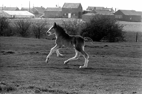 Horse and Foal. April 1977 77-02104-010