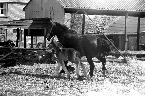 Horse and Foal. April 1977 77-02104