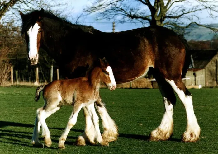 Framed Print : Horse and foal circa 1990 Framed Print : Horse and foal circa 1990