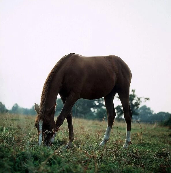 Horse grazing in a field circa 1975