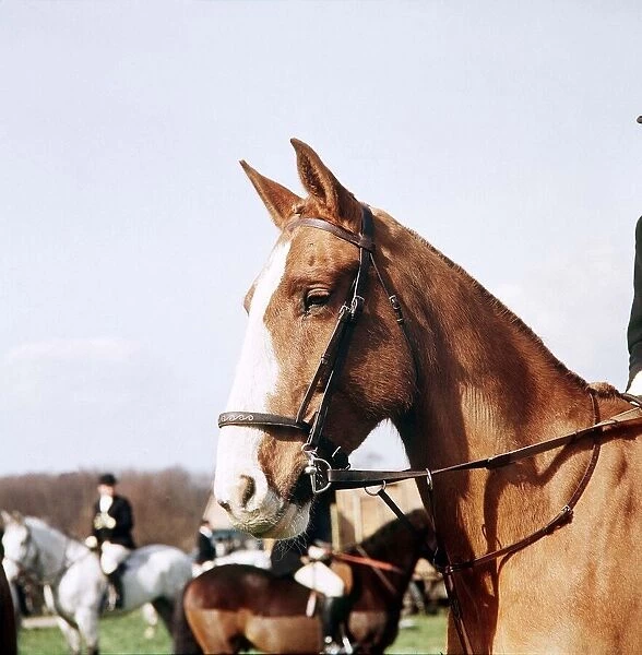 Horse on the Hunting Field - October 1973