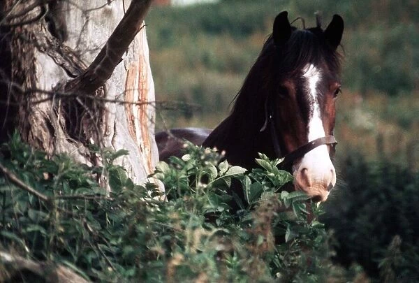 Horse Mare - May 1971 in the woods