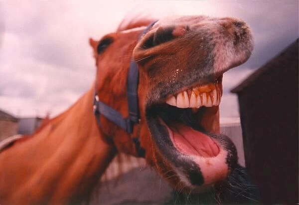 A horse sees the funny side