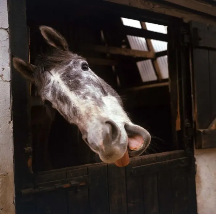 Framed Print : A horse in a stable belonging to Sheila Bridge at her riding school at Dean Dam farm in Framed Print : A horse in a stable belonging to Sheila Bridge at her riding school at Dean Dam farm in