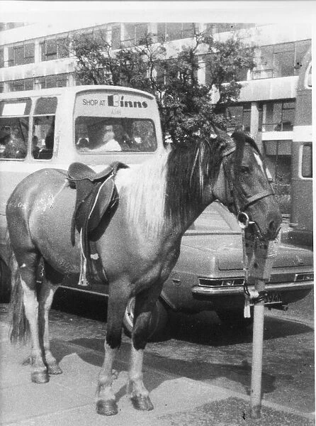 A horse tied to a parking meter